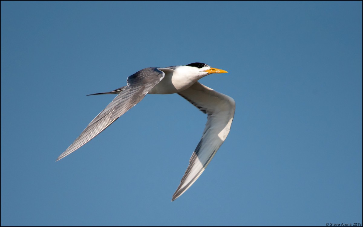 Great Crested Tern - ML170026741