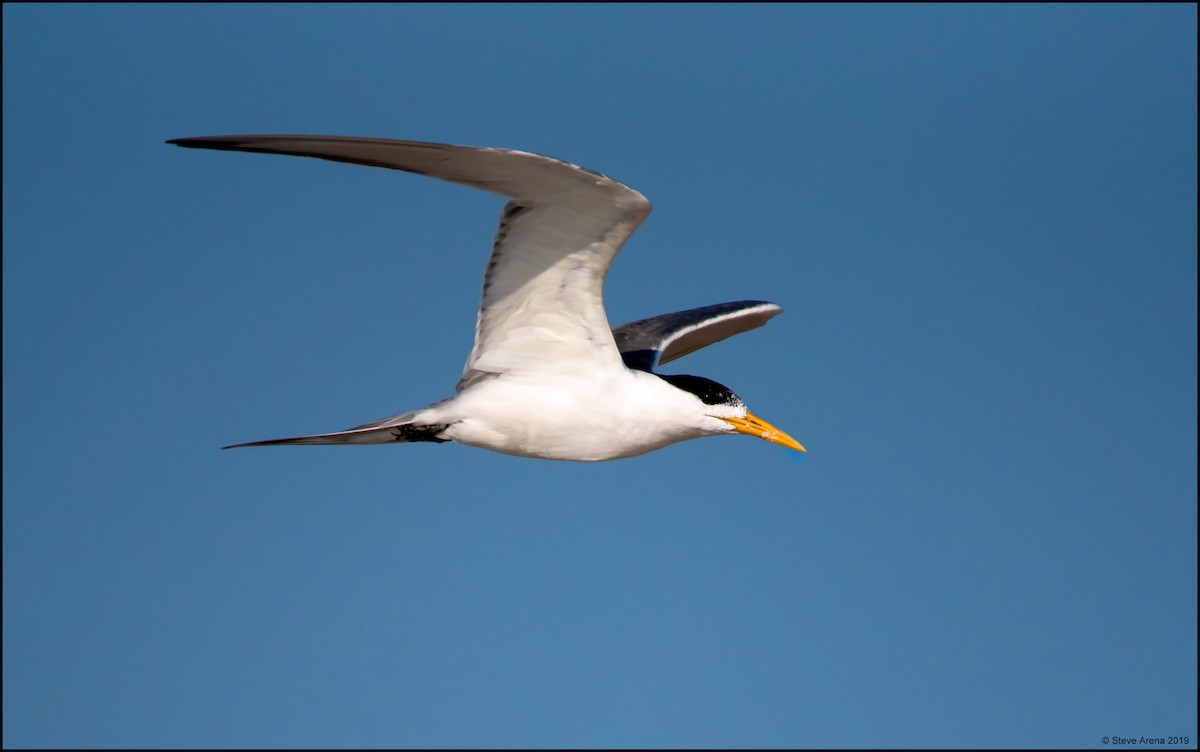 Great Crested Tern - ML170026751