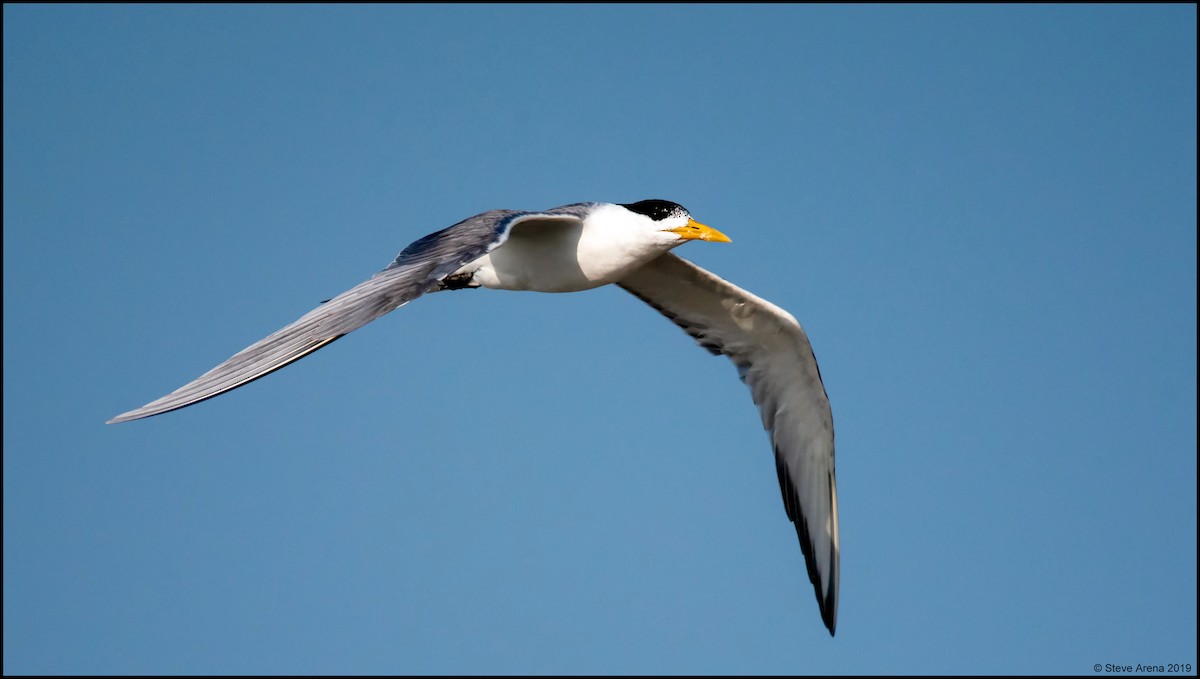 Great Crested Tern - ML170026761