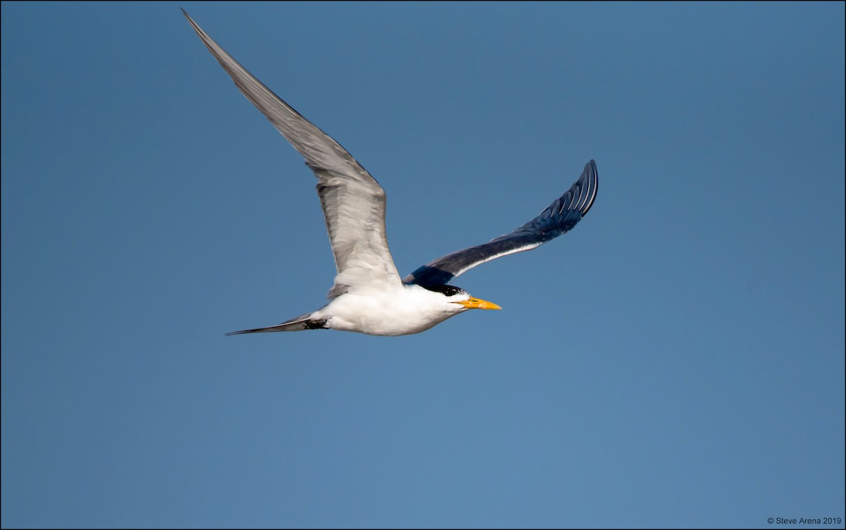 Great Crested Tern - ML170026771