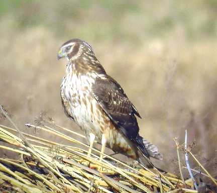Cinereous Harrier - Anthony Collerton
