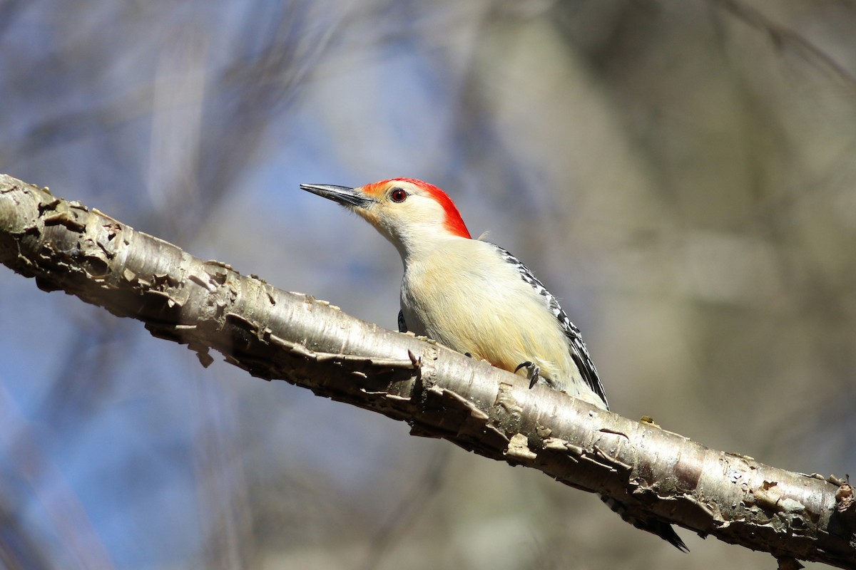 Red-bellied Woodpecker - Matthew Eckerson