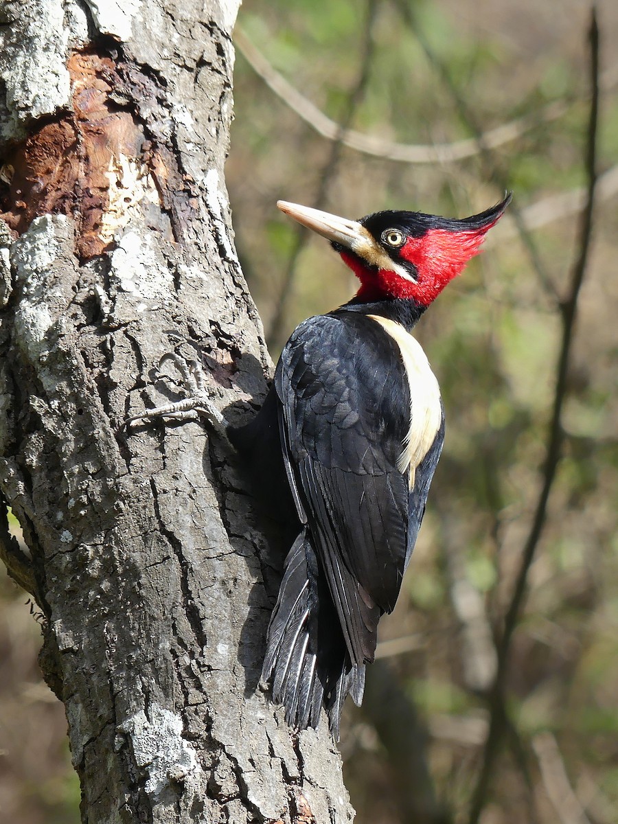 Cream-backed Woodpecker - Jorge  Quiroga