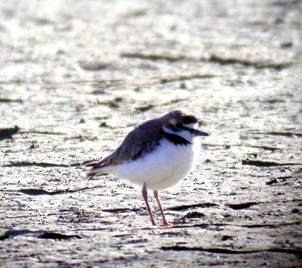 Collared Plover - ML170031201
