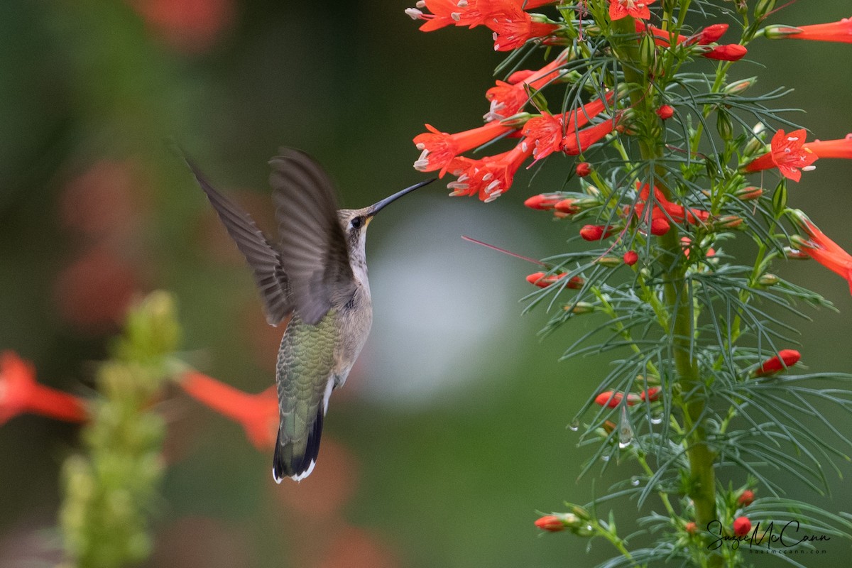 Black-chinned Hummingbird - ML170031811