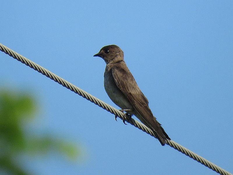 Northern Rough-winged Swallow - Tracy The Birder