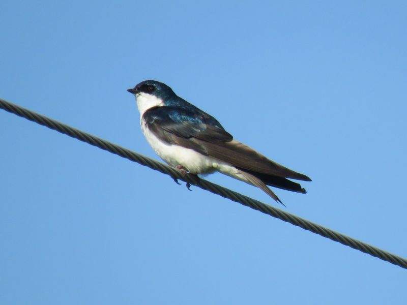 Tree Swallow - Tracy The Birder