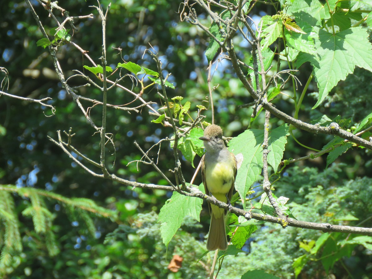 Great Crested Flycatcher - ML170036951