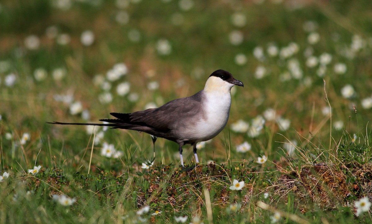 Long-tailed Jaeger - ML170048651