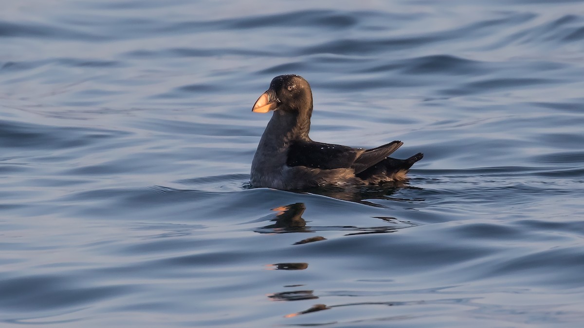 Tufted Puffin - ML170051301
