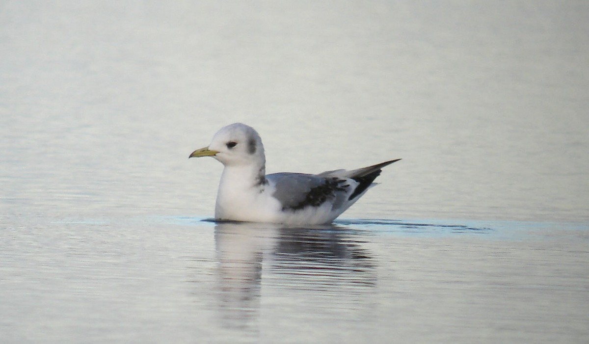 Mouette tridactyle - ML170051891