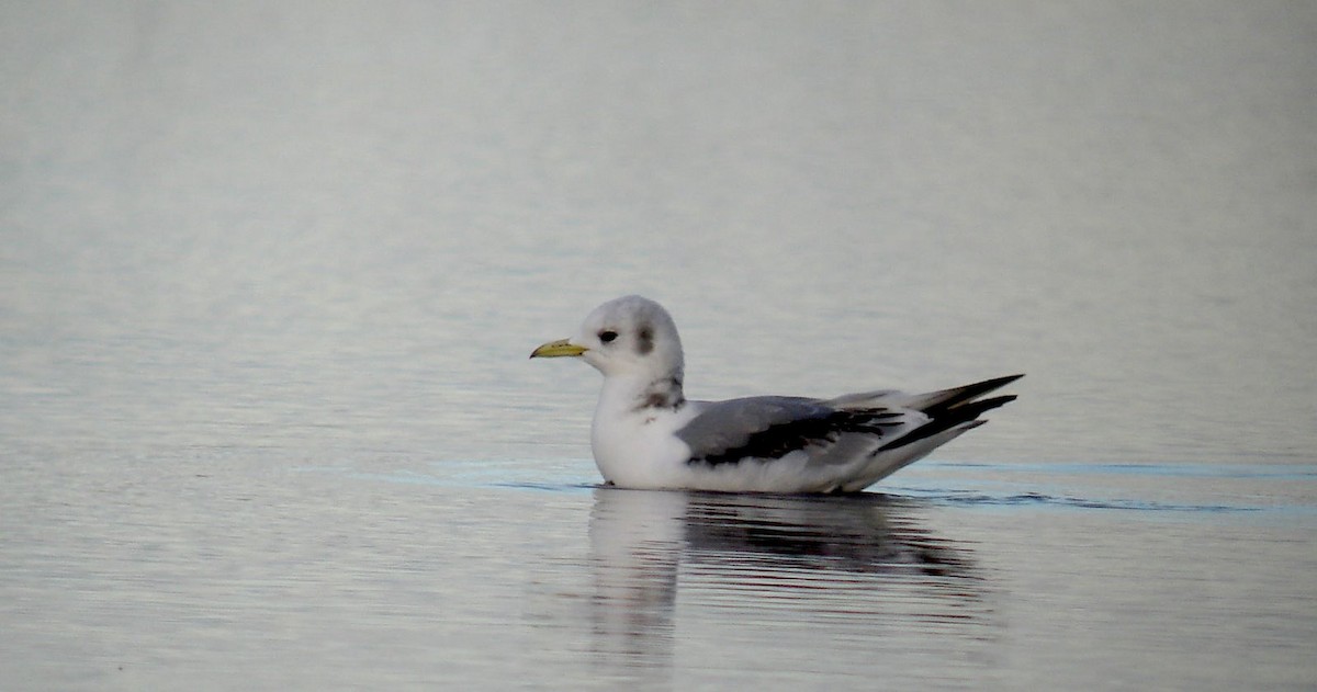 Mouette tridactyle - ML170051901