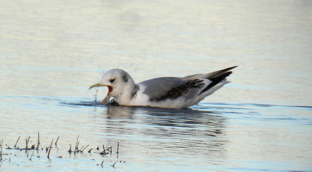 Mouette tridactyle - ML170051911