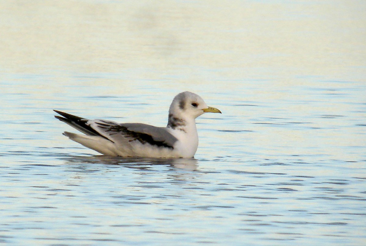 Mouette tridactyle - ML170051921