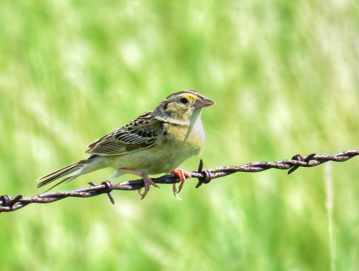 Grasshopper Sparrow - ML170057061