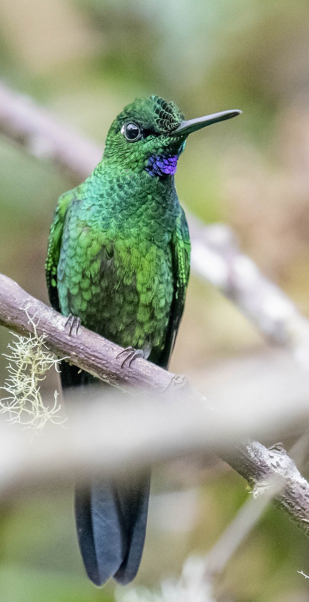 Green-crowned Brilliant - ML170057331