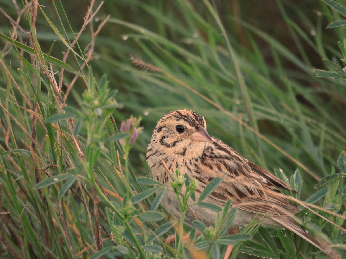 Baird's Sparrow - Denise Ray