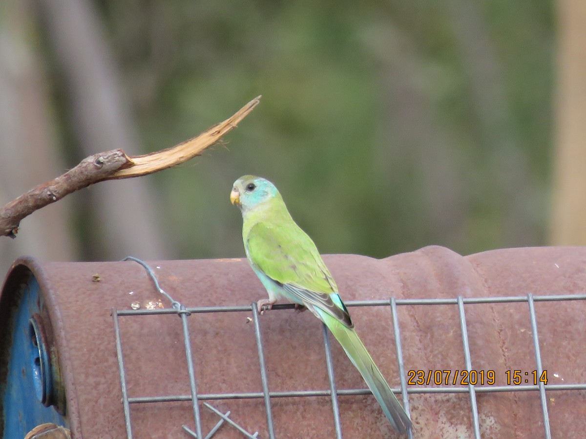 Golden-shouldered Parrot - Norton Gill