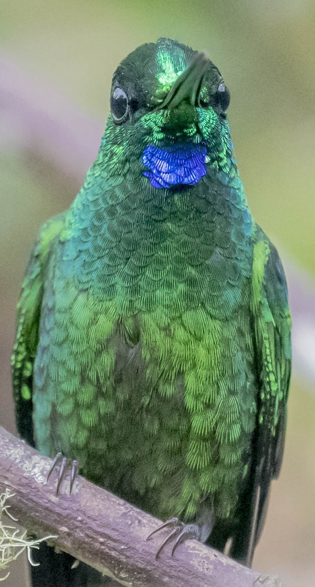 Green-crowned Brilliant - William Richards