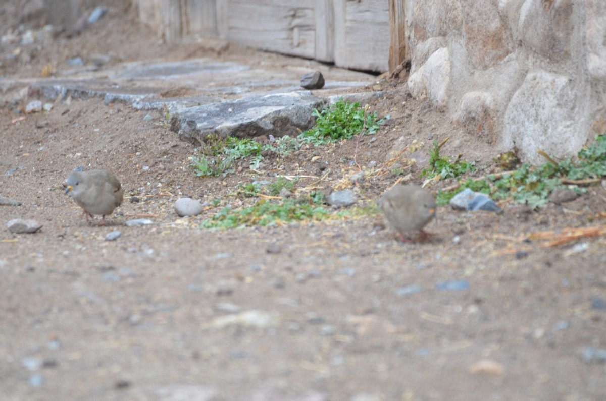 Croaking Ground Dove - ivan guerra