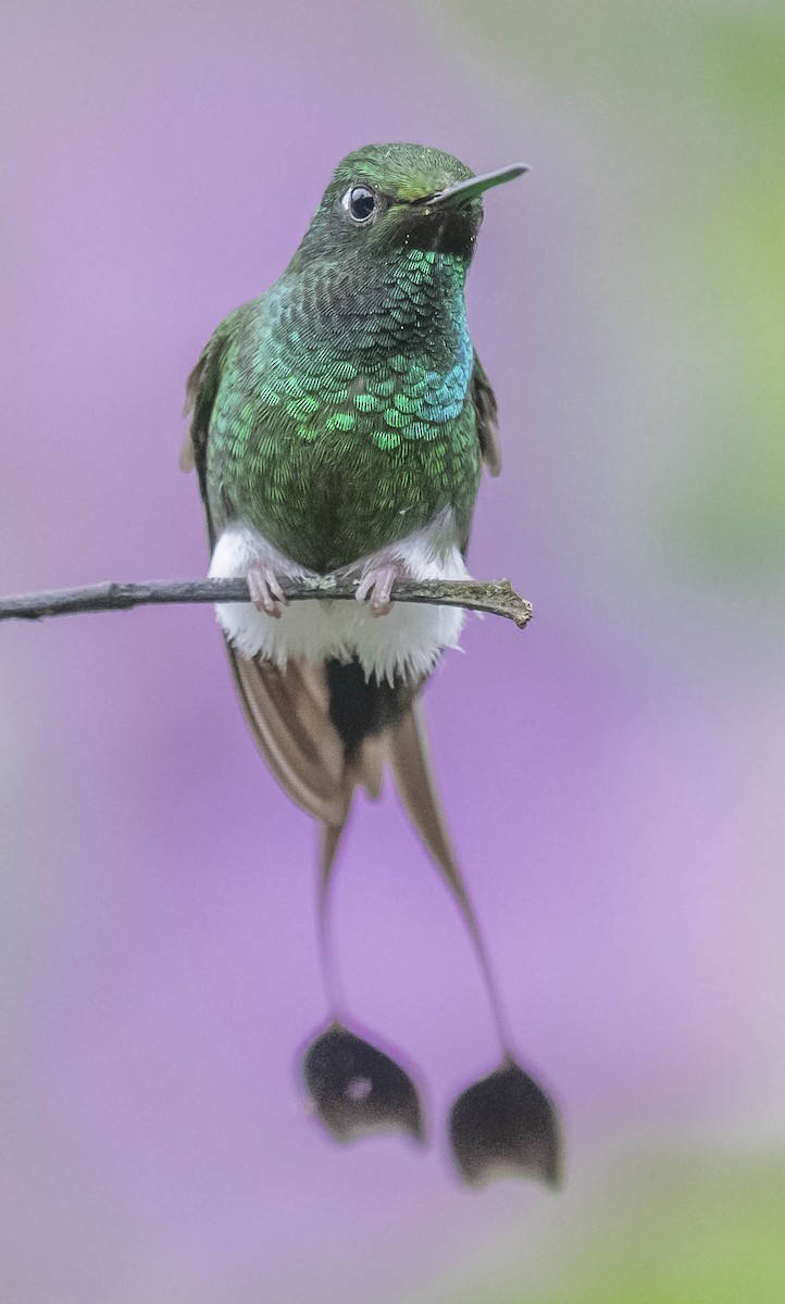 White-booted Racket-tail - ML170060111