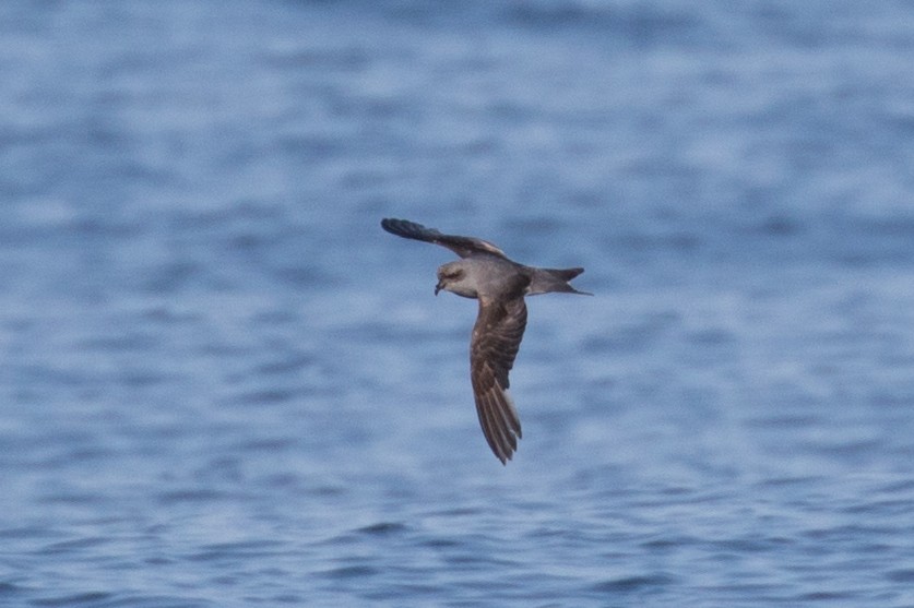 Fork-tailed Storm-Petrel - ML170060941