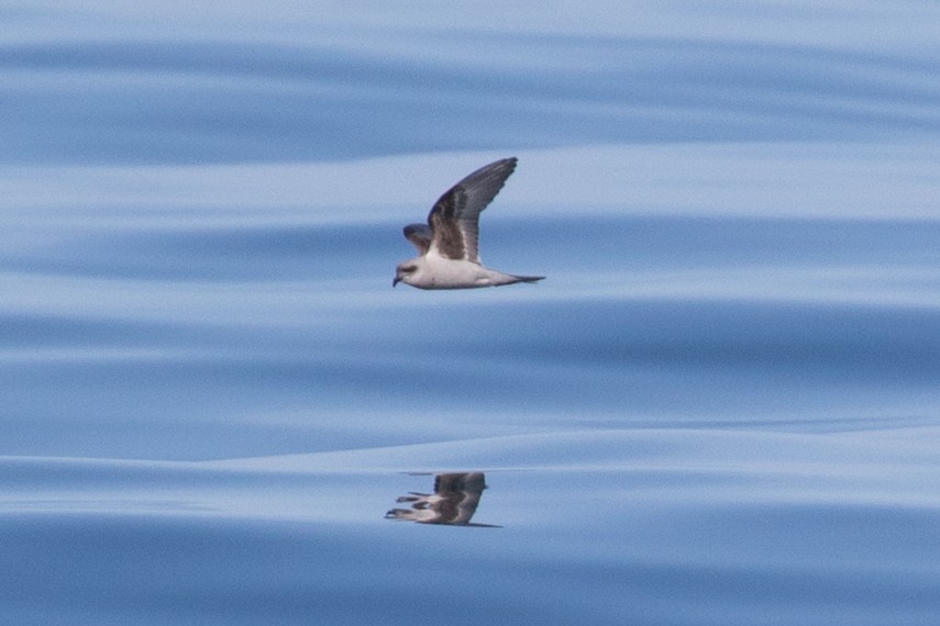 Fork-tailed Storm-Petrel - ML170061821