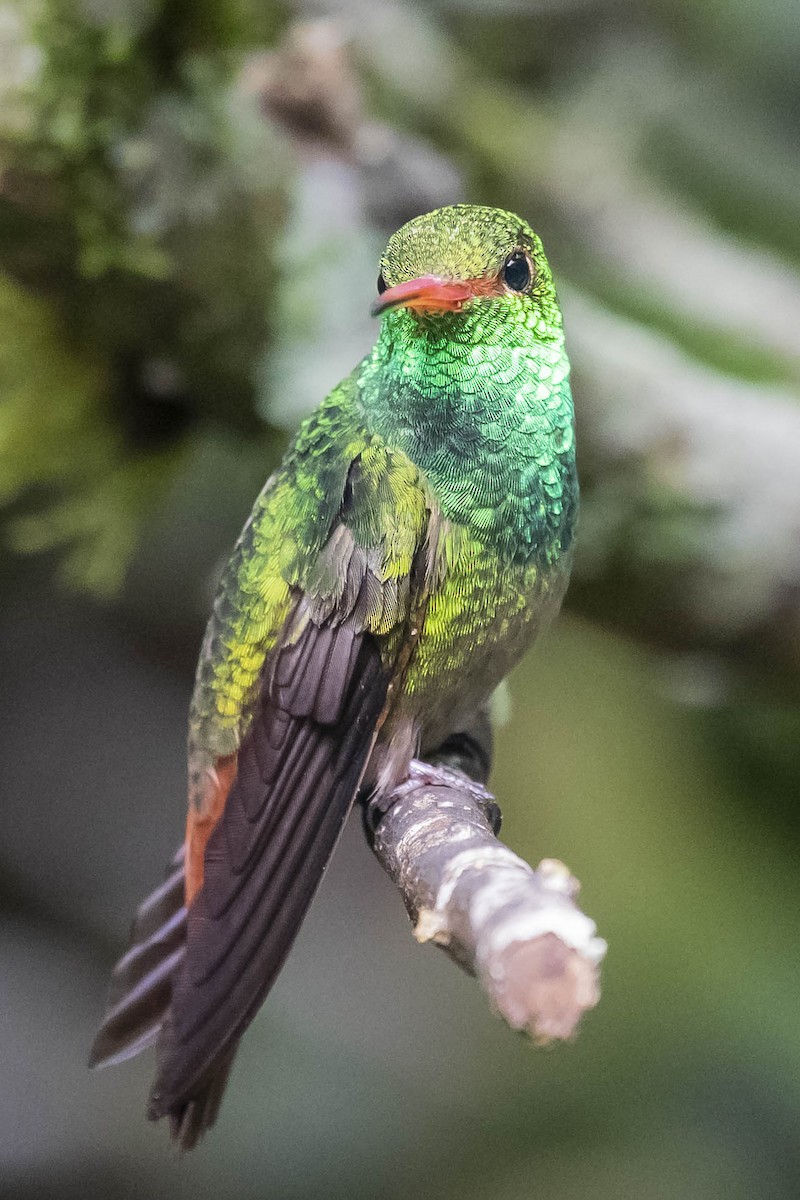 Rufous-tailed Hummingbird - William Richards