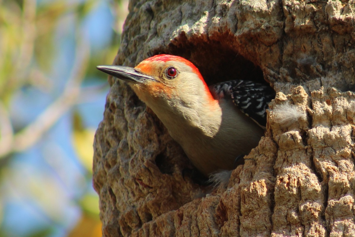 Red-bellied Woodpecker - ML170063711