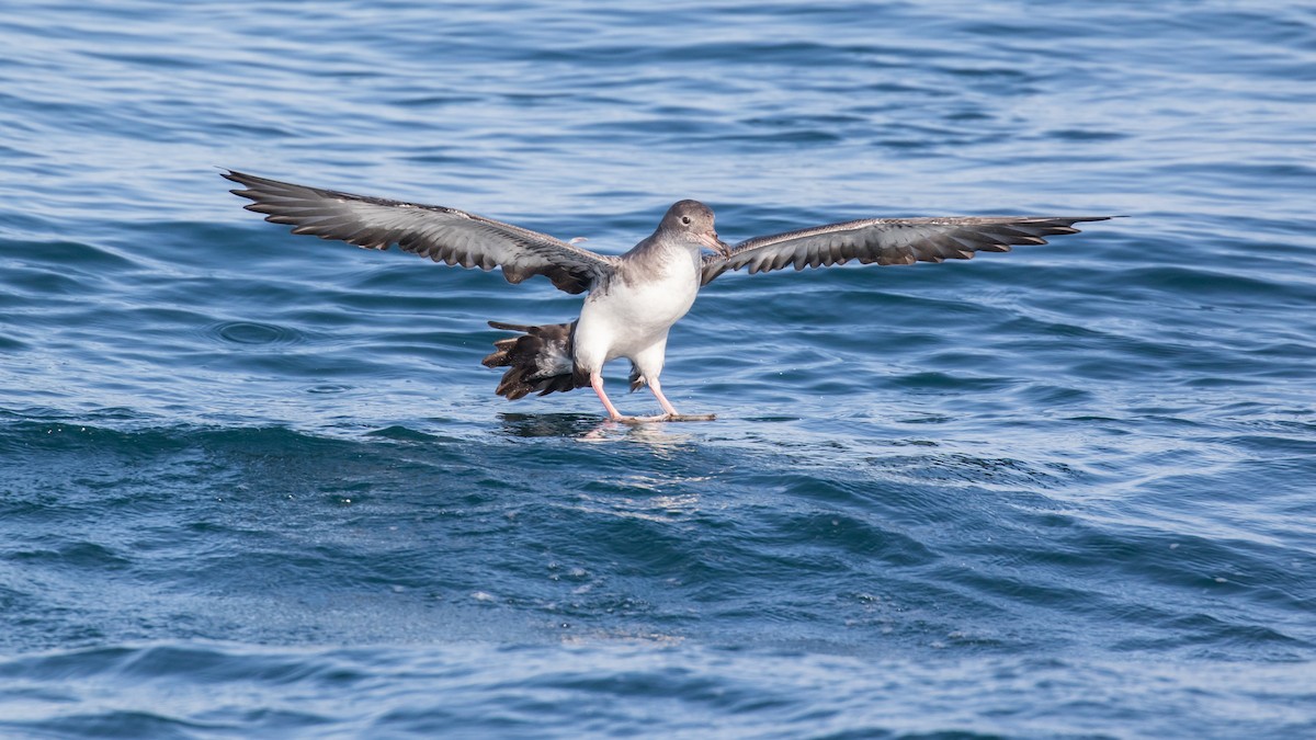 Pink-footed Shearwater - Eric Ellingson