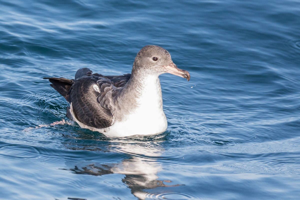 Pink-footed Shearwater - ML170064451