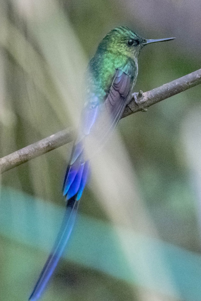 Violet-tailed Sylph - William Richards