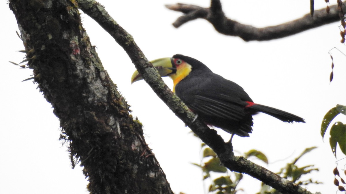 Red-breasted Toucan - ML170065771