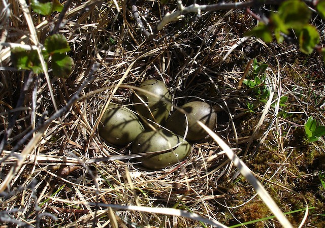 Nest with eggs; June, Manitoba, Canada. - Hudsonian Godwit - 