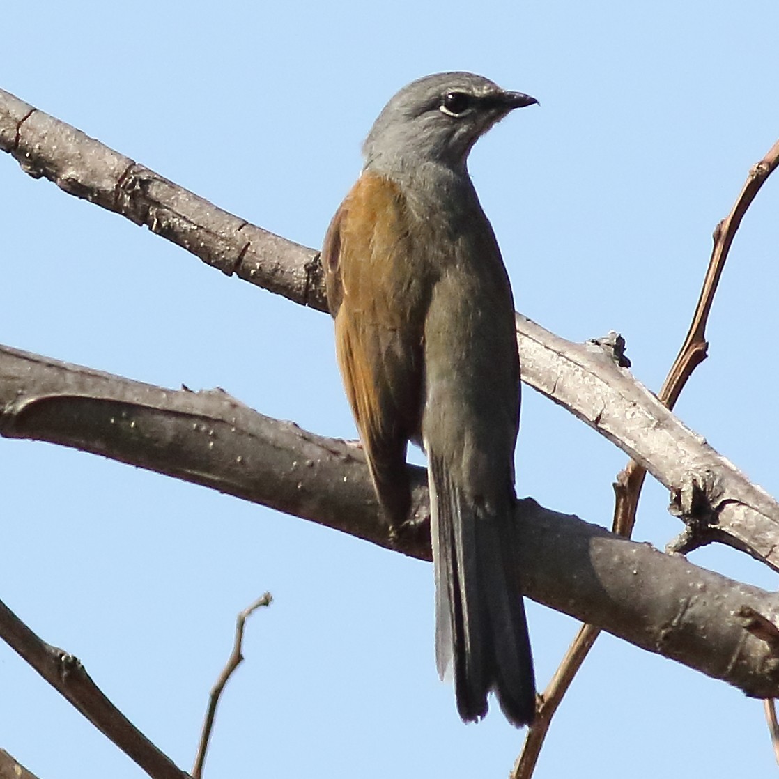 Brown-backed Solitaire - Mark L. Hoffman