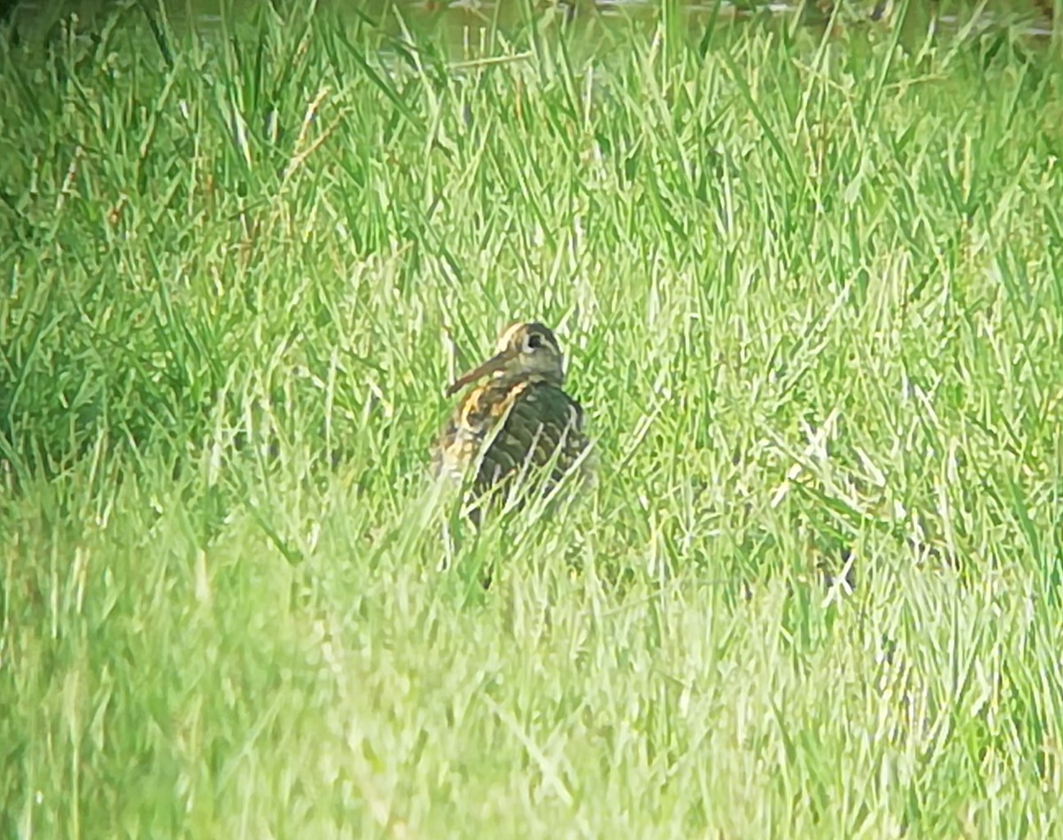Greater Painted-Snipe - ML170073621