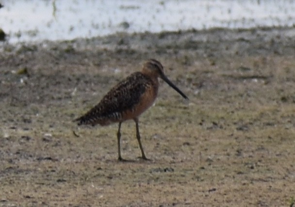 Long-billed Dowitcher - ML170076151