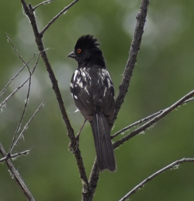 Spotted Towhee - Kyle Fisher