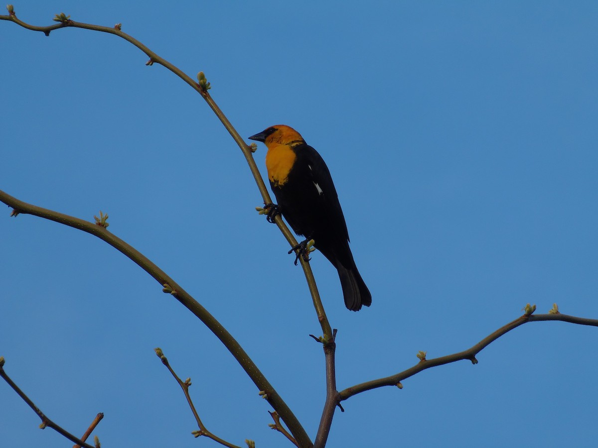 Yellow-headed Blackbird - Aaron Roberge