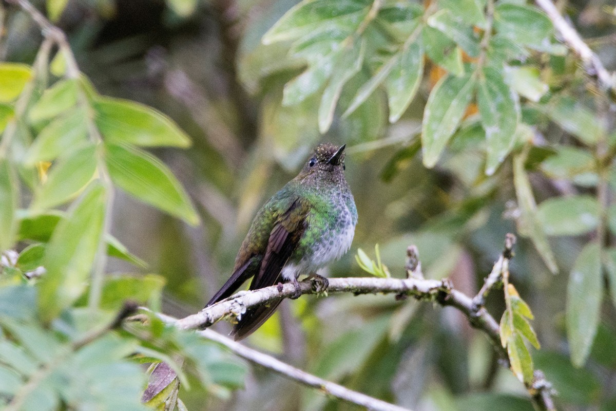 kolibřík zelenkavý - ML170083981