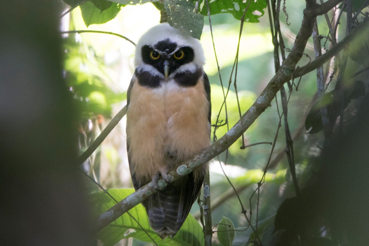 Spectacled Owl - ML170084661