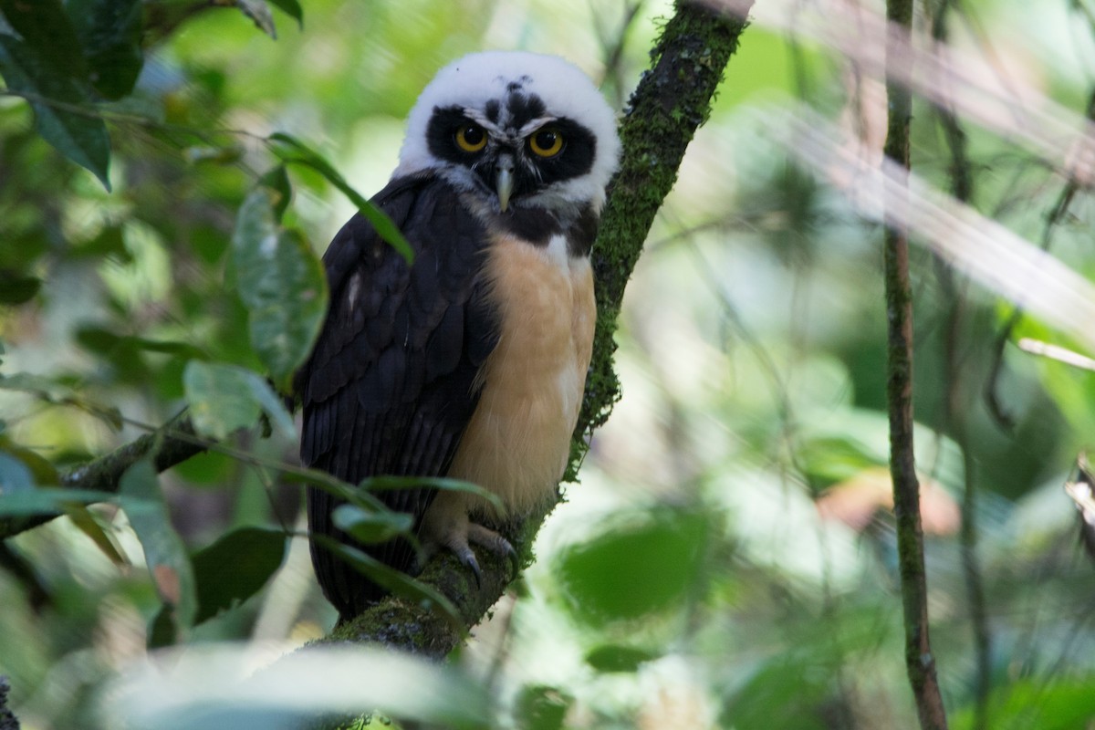 Spectacled Owl - Diego Martinez Aguirre