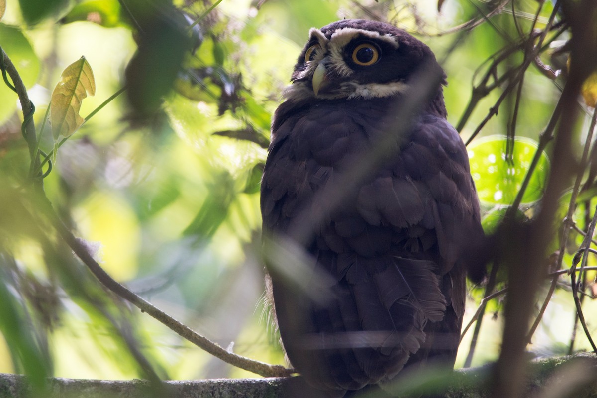 Spectacled Owl - Diego Martinez Aguirre