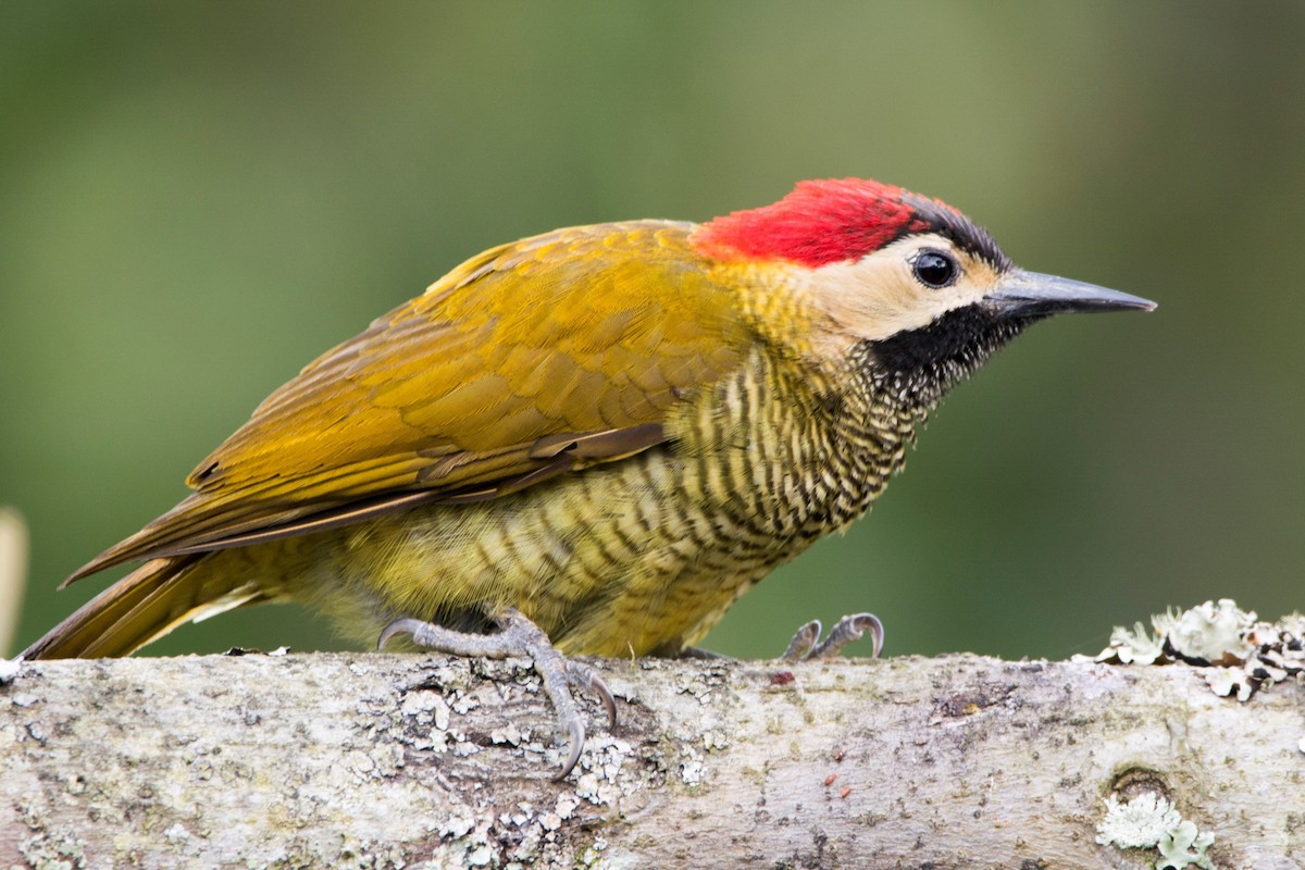 Golden-olive Woodpecker (Golden-olive) - Diego Martinez Aguirre