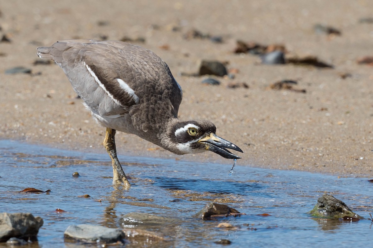 Beach Thick-knee - Terence Alexander