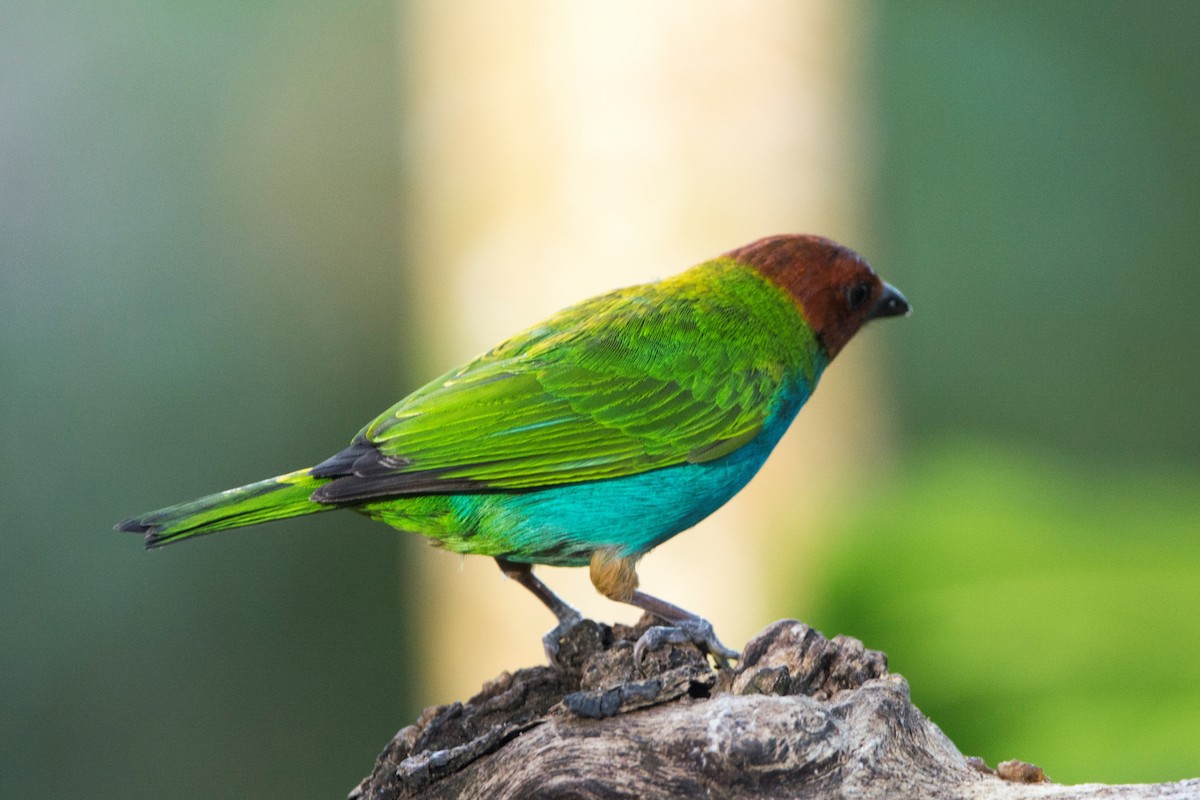 Bay-headed Tanager - ML170086491