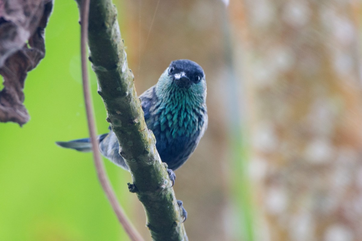 Black-capped Tanager - Diego Martinez Aguirre