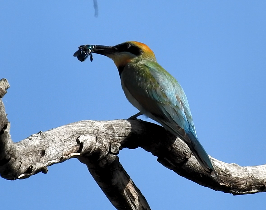 Rainbow Bee-eater - Heidi Ware Carlisle