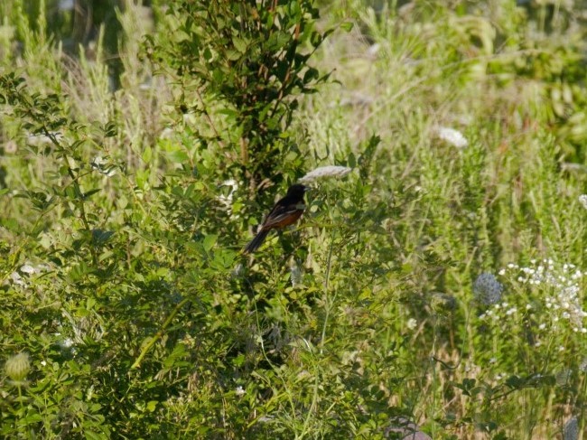 Orchard Oriole - ML170090101