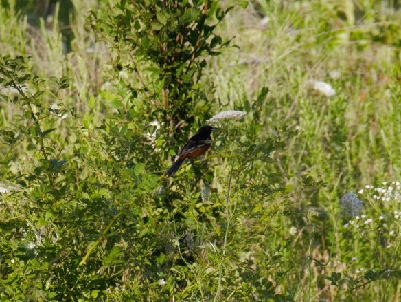 Orchard Oriole - ML170090111